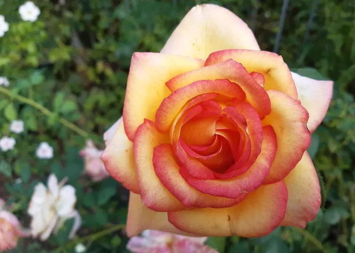 Ales Ursula Sokolowski בית אירוח